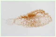 Hialeah Restoration Expert Hialeah, FL 786-377-6270 Hialeah Restoration Expert Hialeah, FL 786-377-6270 - water-leaks-sidebar